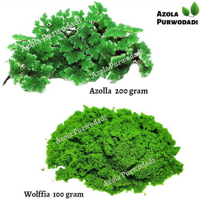 Azolla 200 gram & Wolffia 100 gram