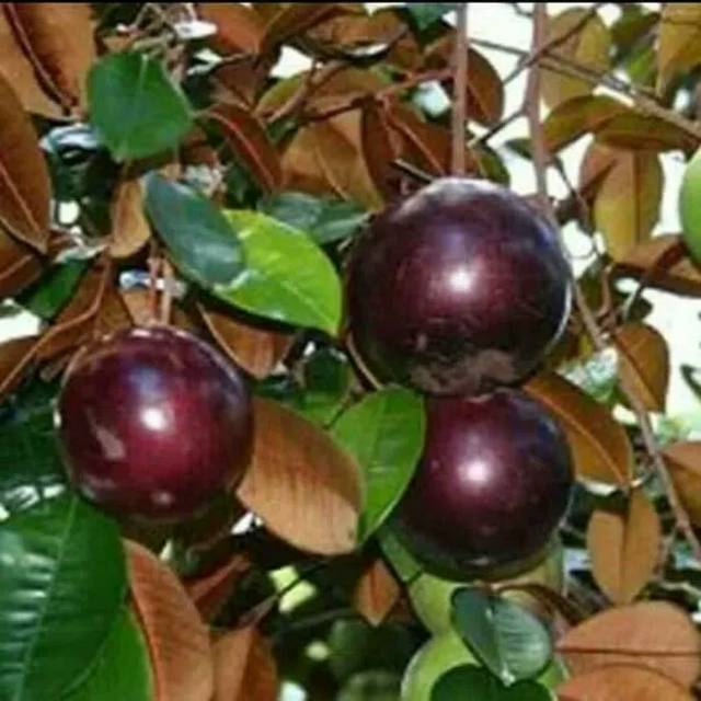 Bibit buah kenitu ungu