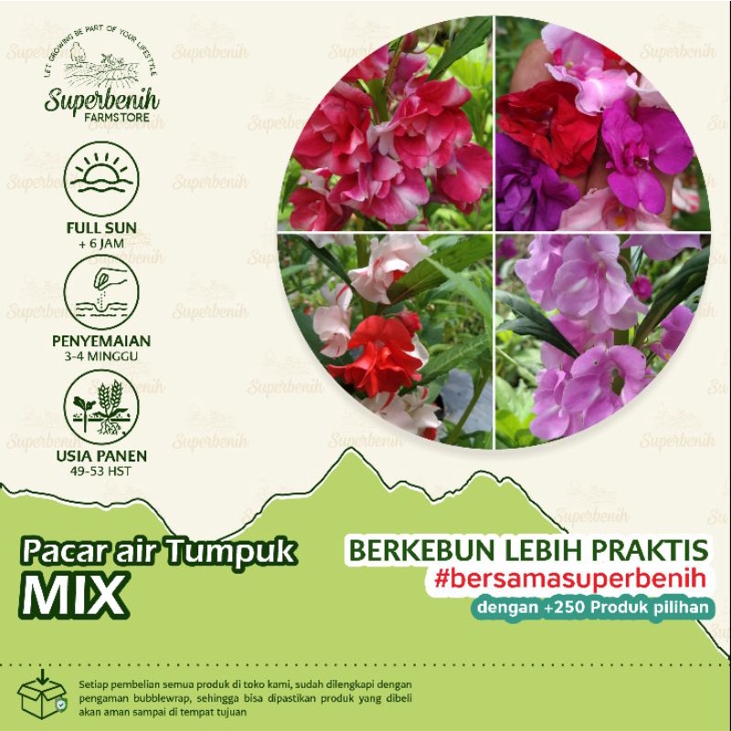 5 Biji - Benih Bunga PACAR AIR TUMPUK MIX