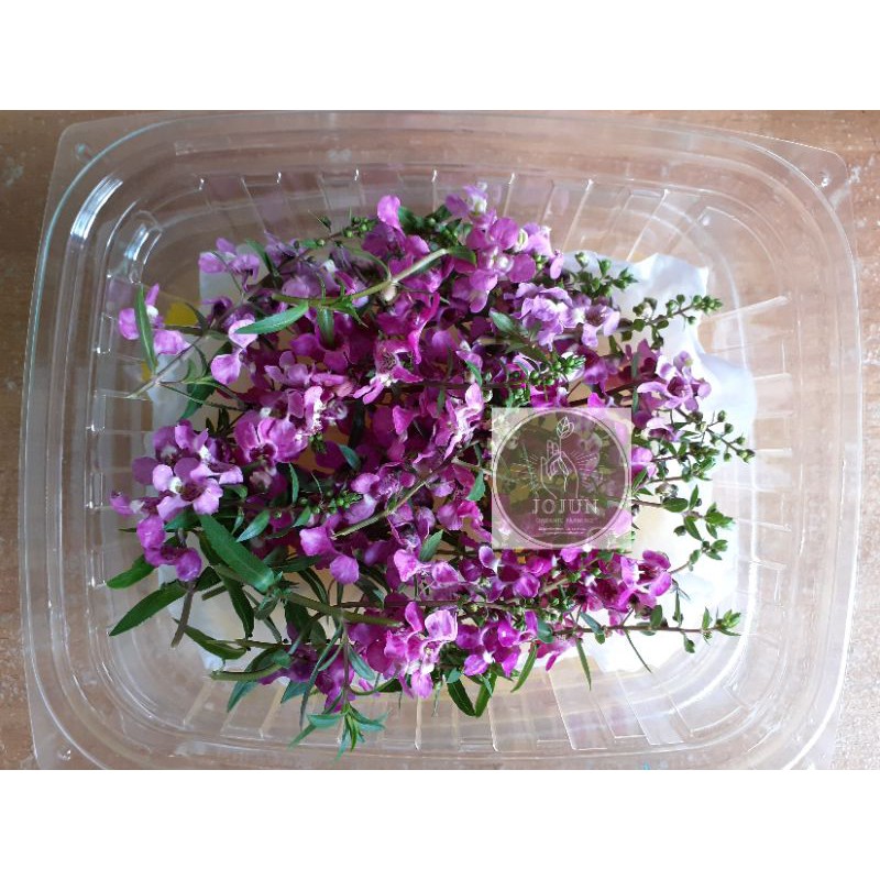 

PROMO MURAHHHH liliac lavender flowers