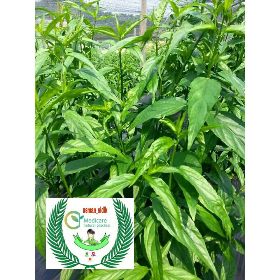 

REDY DAUN BELALAI GAJAH SEGAR Sabah Snak Grass Clinatha obat herbal