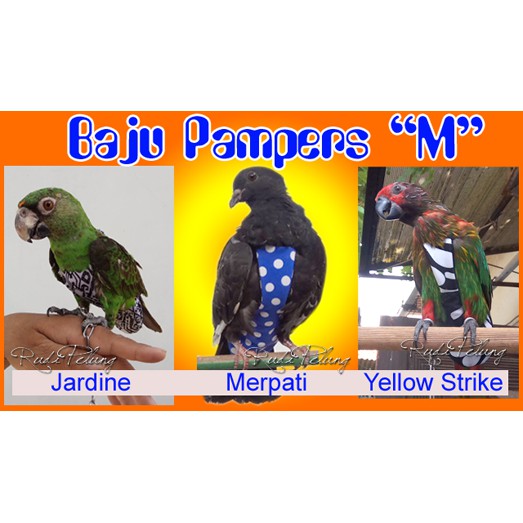 Get Burung Quaker Parrot Pictures