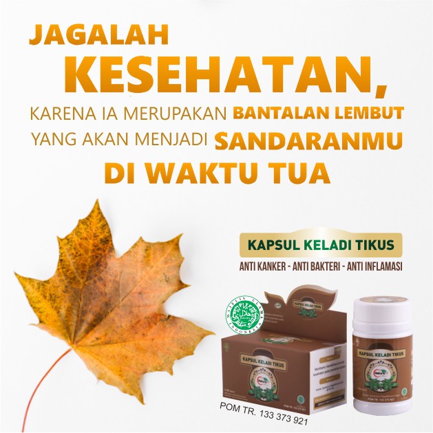 Kapsul Keladi Tikus Ekstrak Keladi Tikus Obat Herbal Anti Kanker Anti Alergi Membantu Memelihara Kesehatan Penderita Kanker - Naturafit BPOM