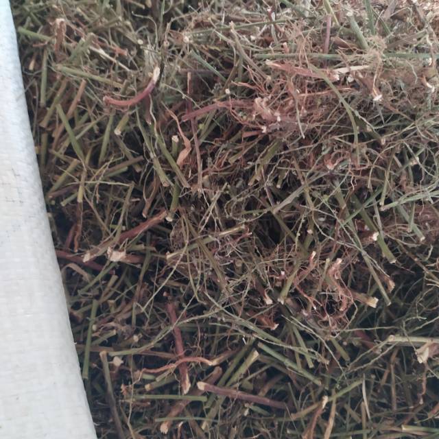 

daun meniran kering 500 gram