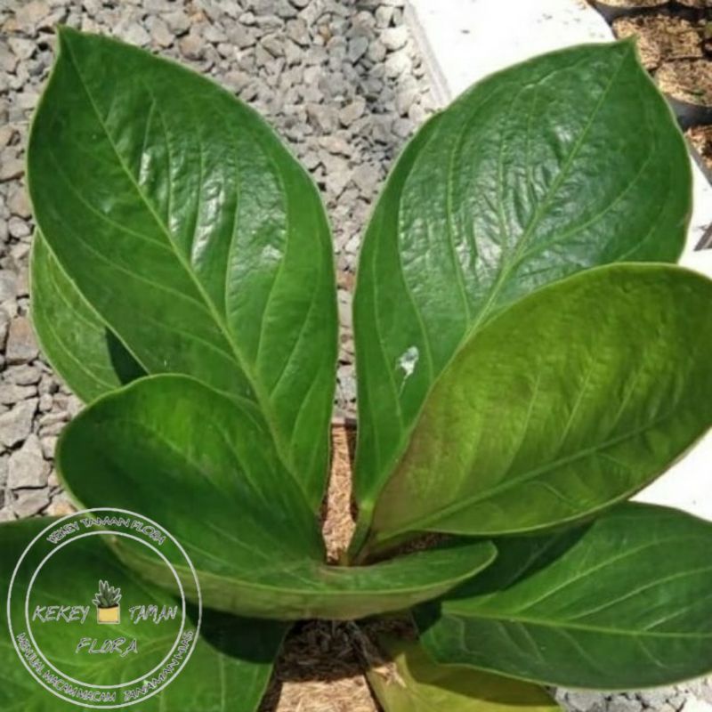 Tanaman Hias Anthurium Jemani Mangkok - Anthurium Jemani Mangkok