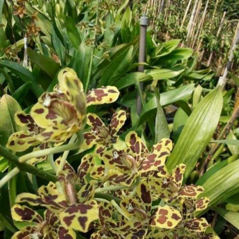 Anggrek Grammatophyllum Scriptum sulawesi