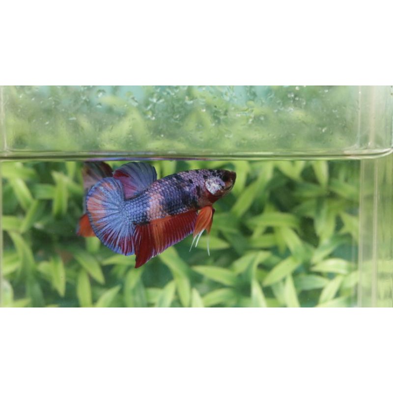 Ikan Cupang Giant Multicolour Galaxy