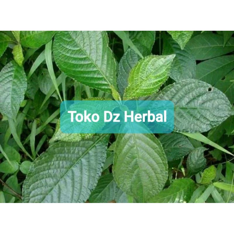 

Daun keji beling segar pecah beling paket 500 gram-az