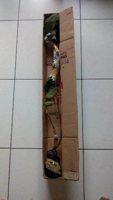Bibit Tanaman Kelengkeng New Kristal / Wusan (tinggi 40-60 Cm)
