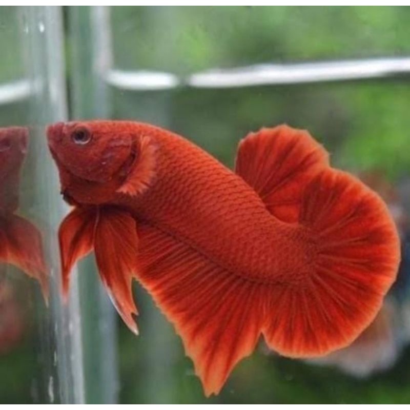 Ikan cupang plakat super red