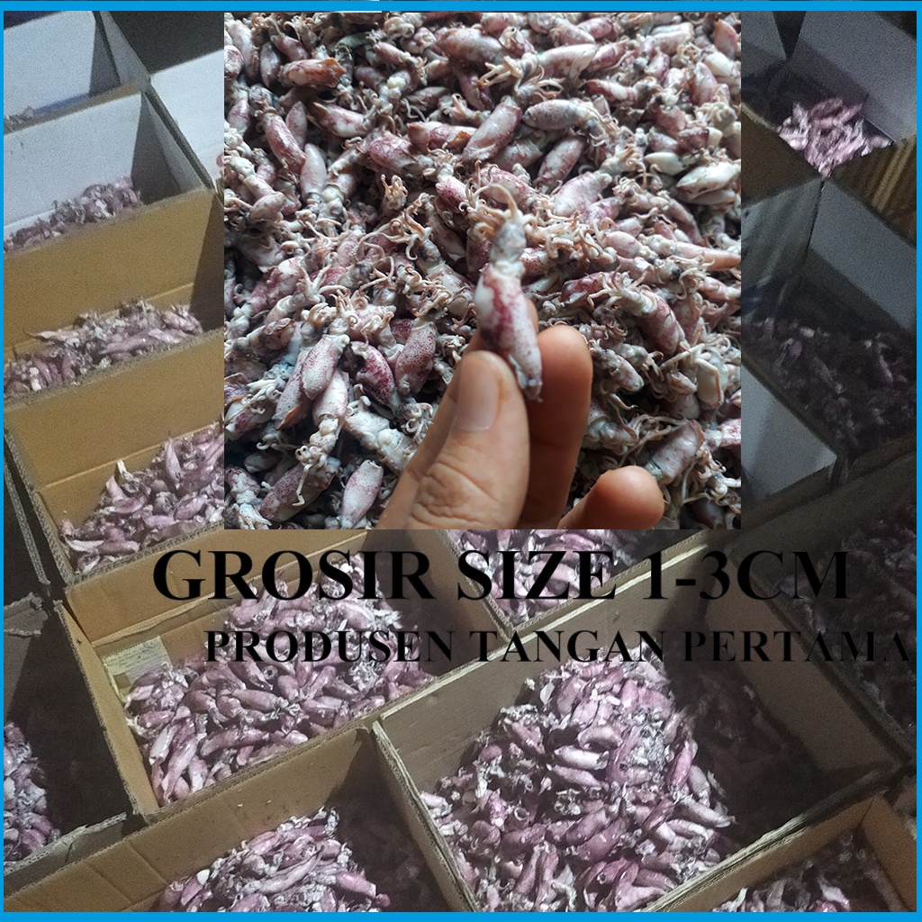 

GROSIR CUMI BABY 1-2 CM 1-3CM 1-4CM 5kg - Bergaransi / Cumi Asin Baby Mentah Cocok utk Sambal Cumi