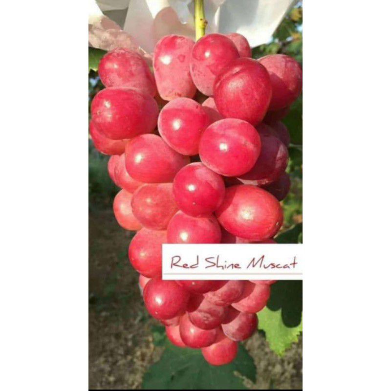bibit anggur import red shine Muscat grafting
