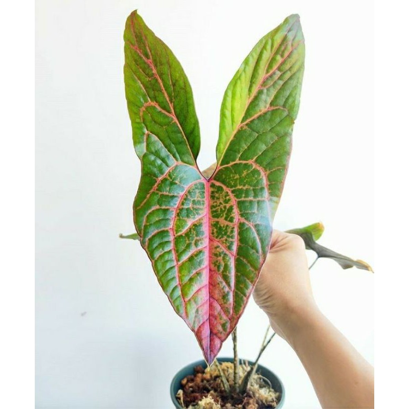 Alocasia Black Jack / Cyrtosperma Johnstonii