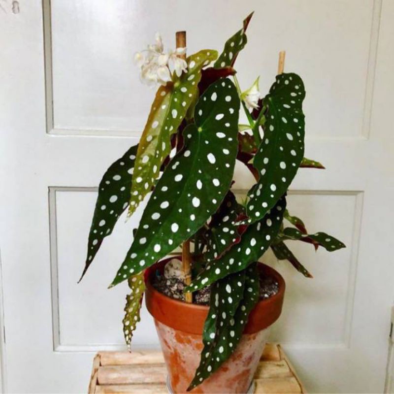 tanaman hias begonia polkadot - begonia polkadot