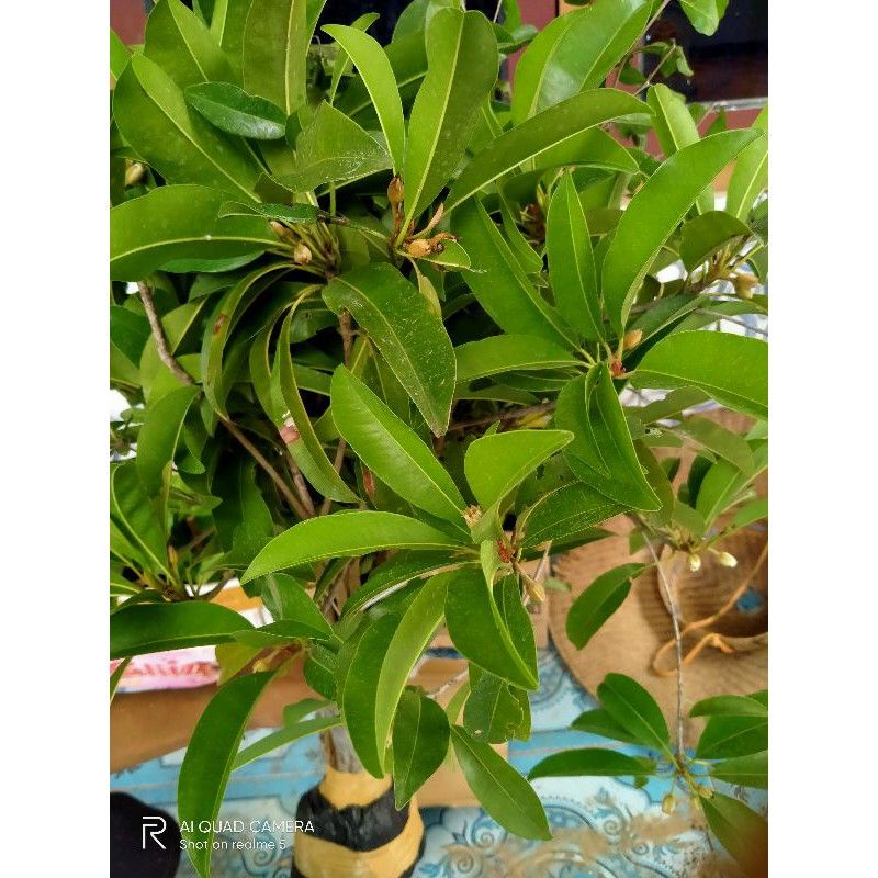 bibit tanaman buah sawo mentimun/jumbo berbunga