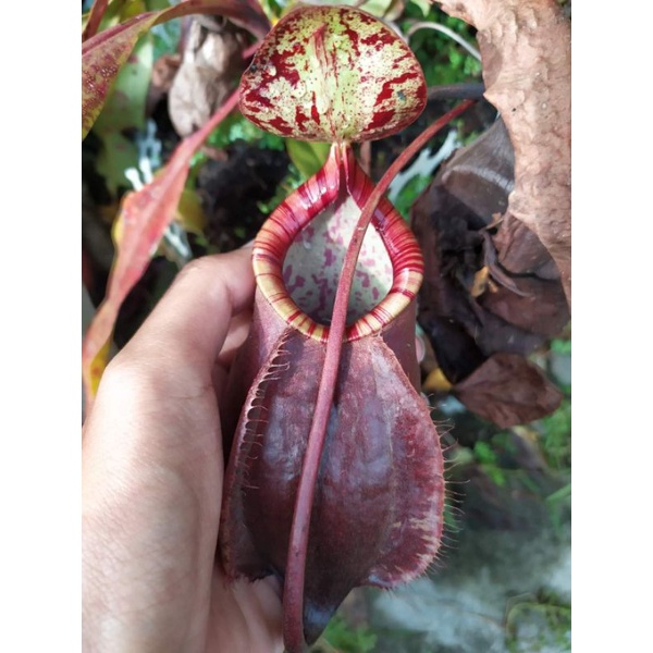 Tanaman Nepenthes Hybrid ( Viking Rafflesiana x Tiger Miranda) x (Mirabilis x Northiana)
