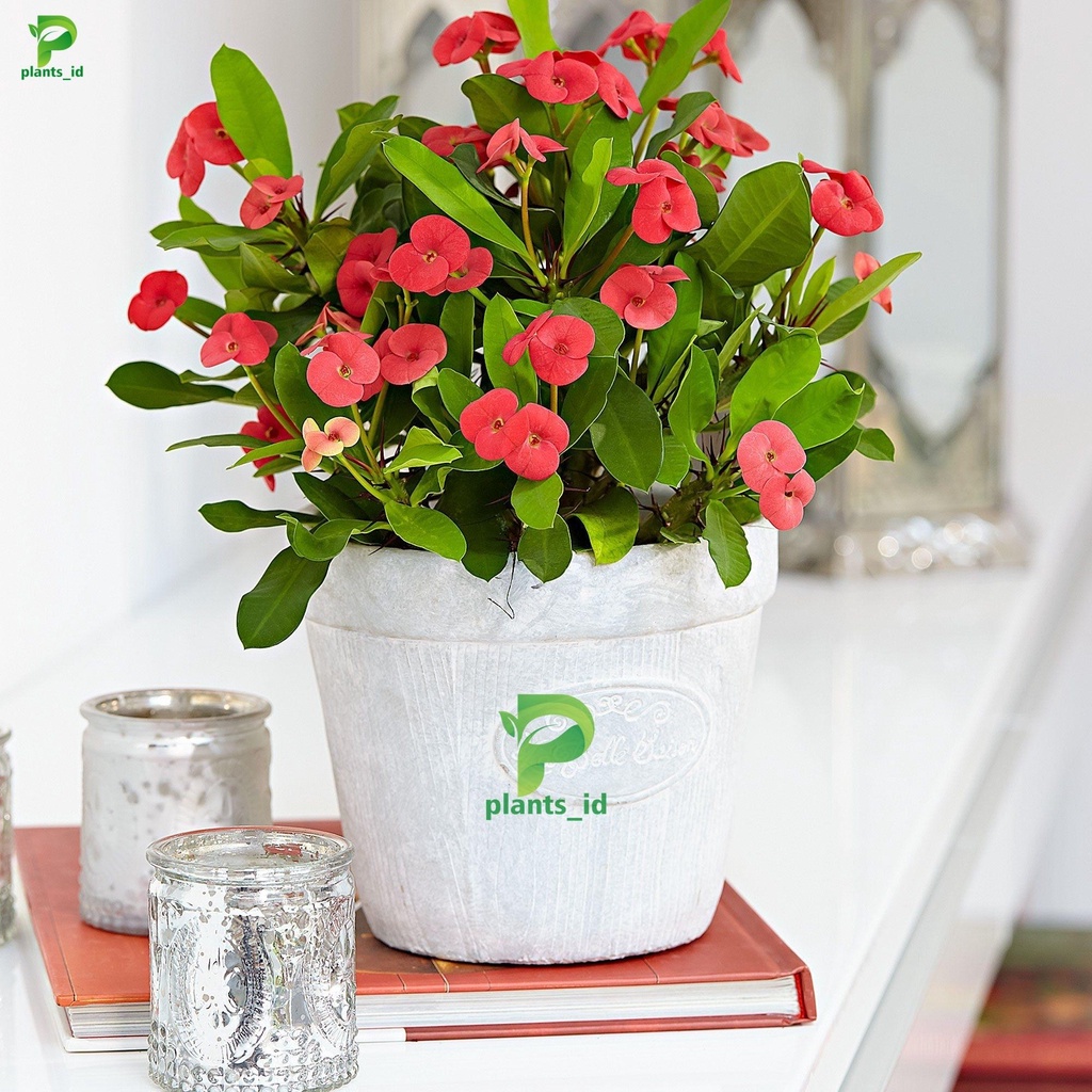 tanaman hias sekulen indor outdor bunga 8 dewa euphorbia sekulen kecil berbunga merah