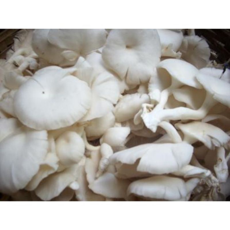 

jamur payung tiram 250 gram fresh sayur