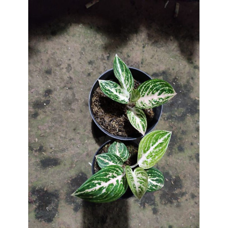 pohon koleksi Aglonema widuri putih