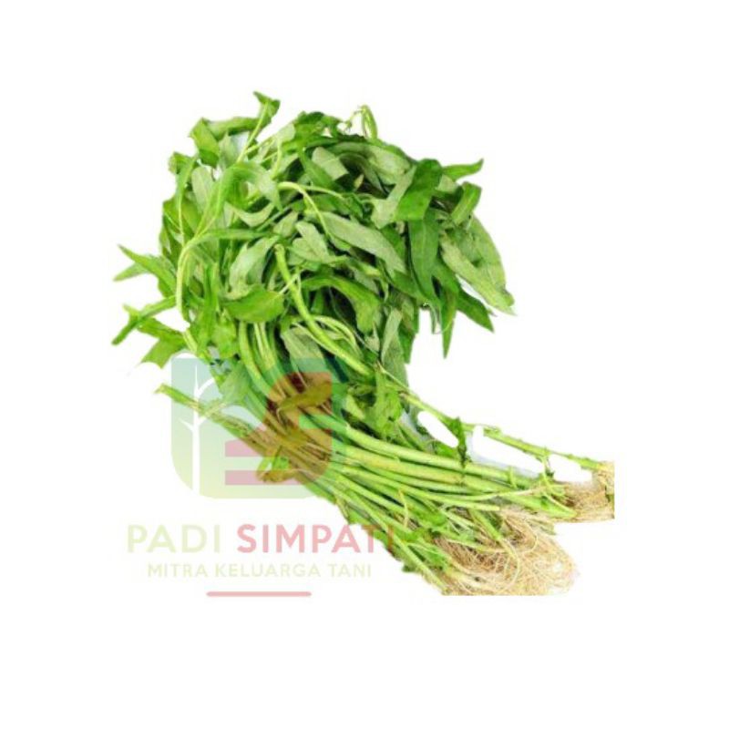 250 Benih Kangkung Bika Kemas Ulang / Bibit Tanaman Sayur Sayuran Hidroponik