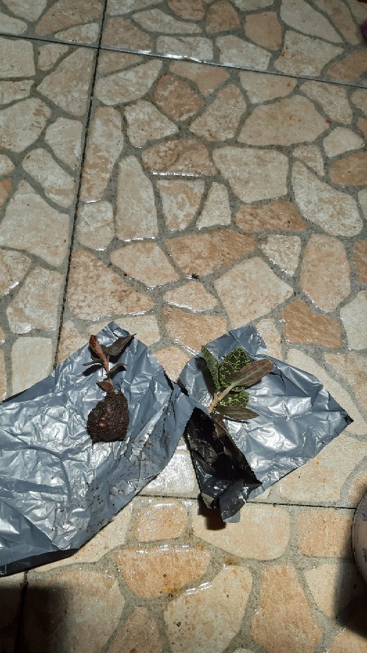 Tanaman Hias Langka Jewel Orcid Hijau