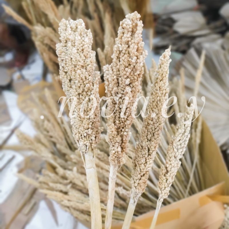 Bunga cantel kering/ bunga sorgum kering dried flower