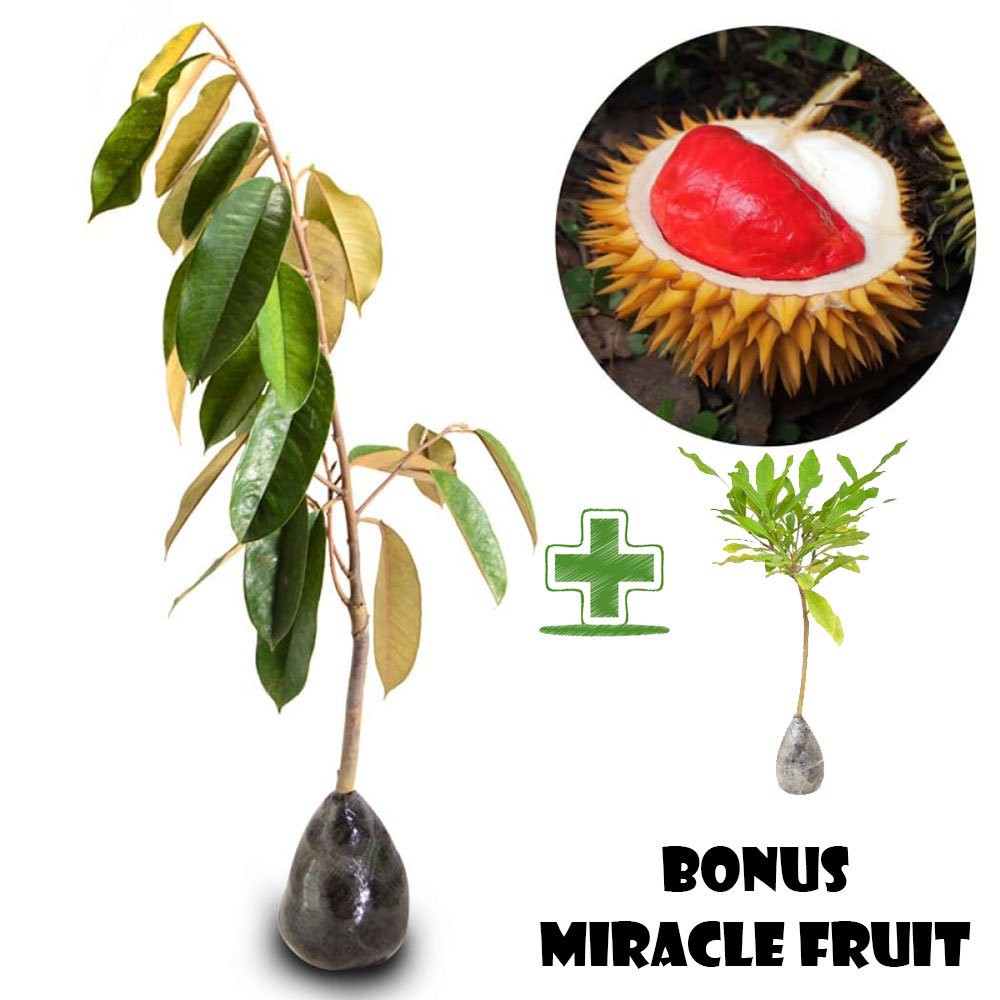 Bibit Durian Merah BONUS Miracle Fruit