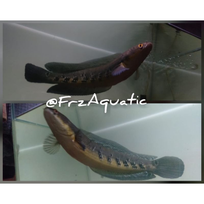 chana maru Yellow sentarum