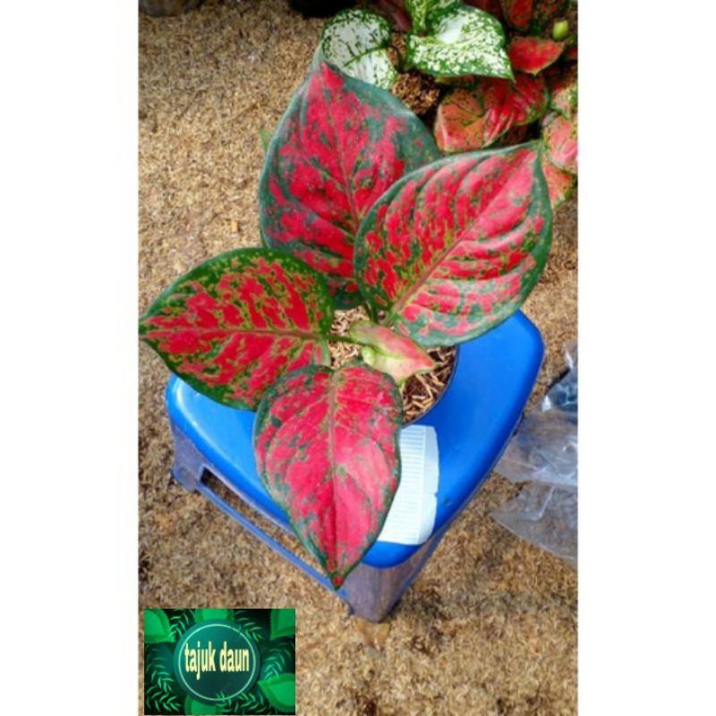 aglonema red king tanaman hias aglonema red kink