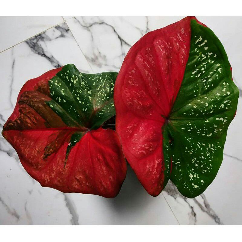 Tanaman Hias Hidup Keladi Baret remaja