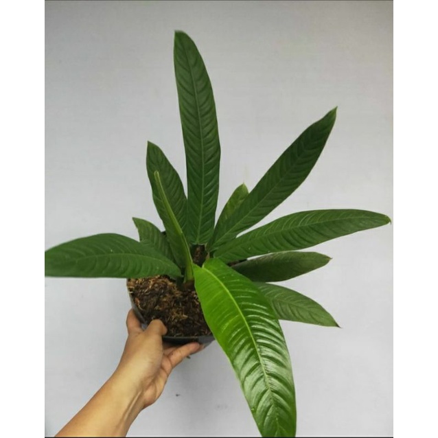 tanaman hias philodendron lineet-philodendron linet