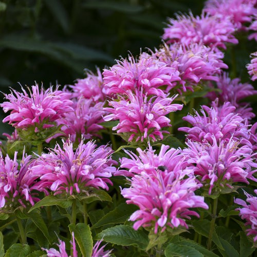 Benih Bibit Biji - Wild Bergamot Bee Balm Medical Herb Seeds - IMPORT