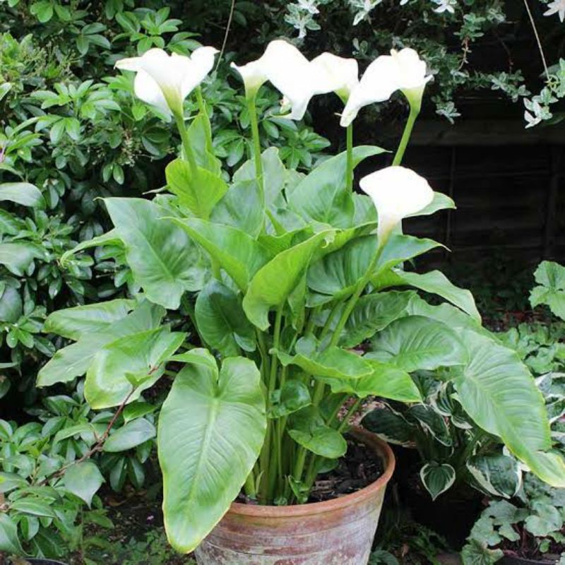 Tanaman air Calla Lily - tanaman hias bunga Calla lily