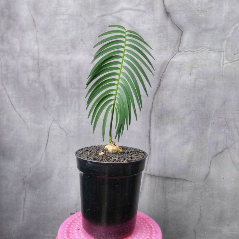 Encephalartos Inopinus 4 cm up