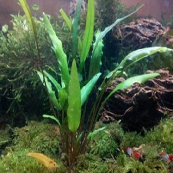  tanaman  air aquarium aquascape  cryptocoryne  wendtii green 