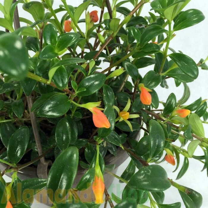 tanaman gantung lipstik oranye / orange