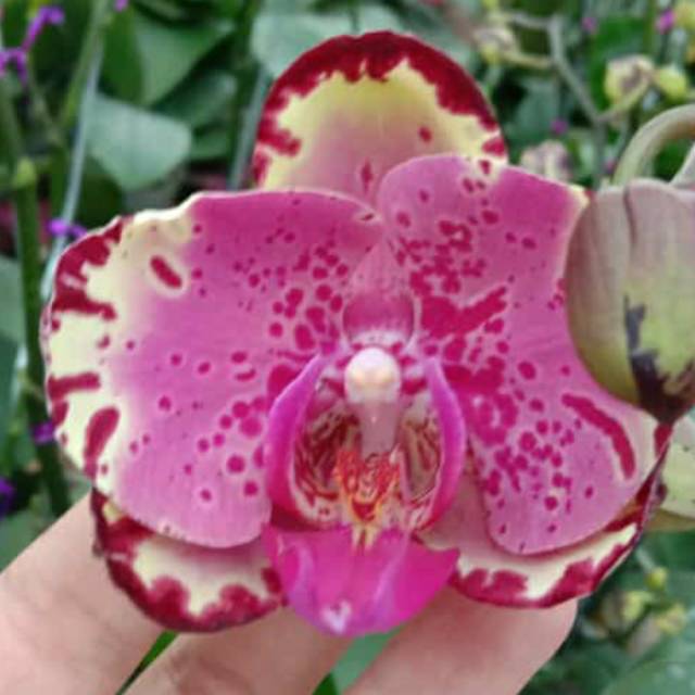 ernnana