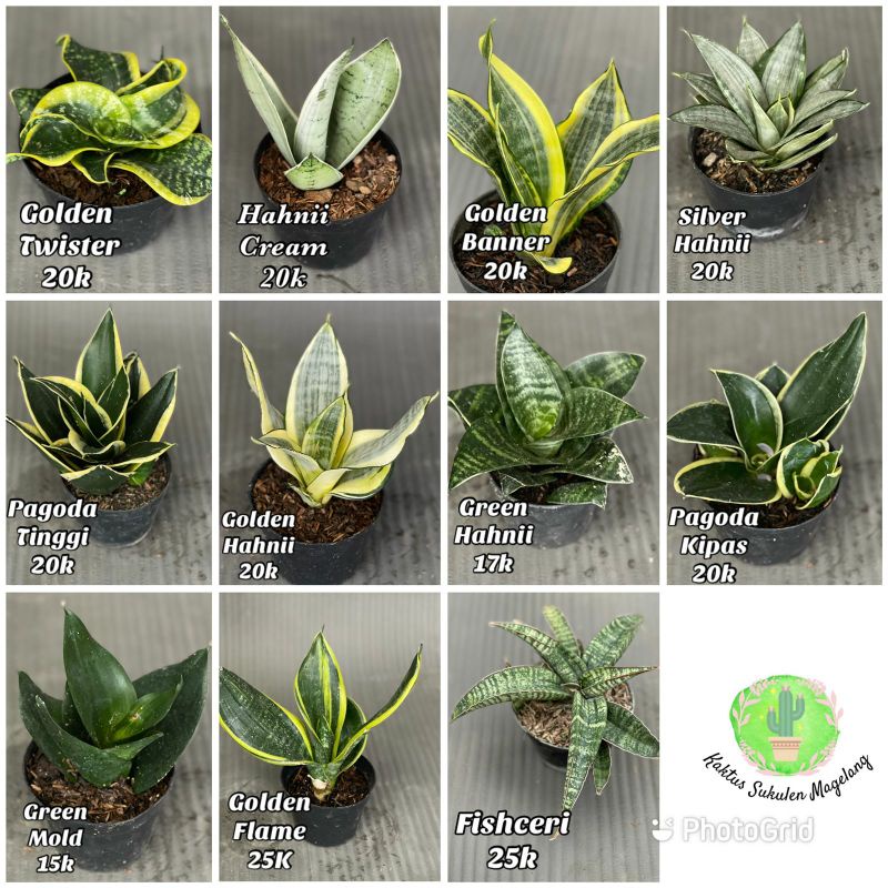 Sansevieria Sansivera Sanse Indoorplant | Twister | Gold Flame | Pagoda | Golden Banner | Fishceri