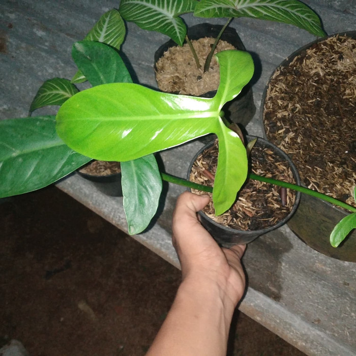 tanaman hias philodendron koleksi tripartitum - tanaman langka - philo