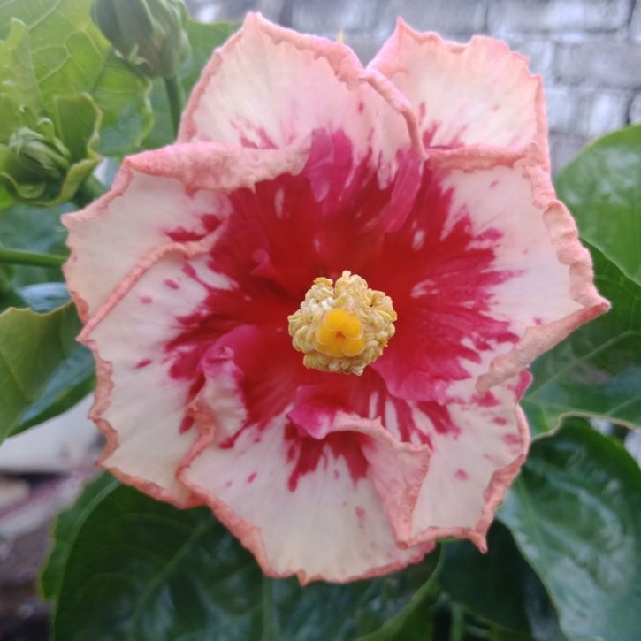 bibit kembang sepatu / bunga sepatu bangkok hybrid import merah putih mosaic