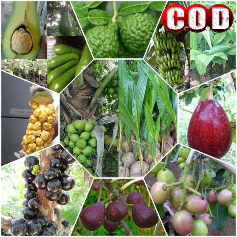 Sepaket bibit unggul (santang madu Berbuah, Alpukat Aligator, Alpukat Markus, Jambu madu delhi )