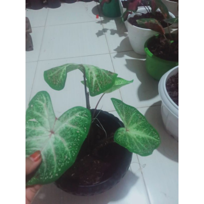 Galaksi