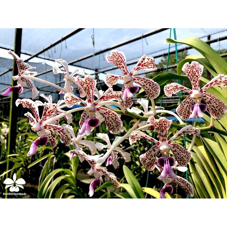 anggrek vanda tricolor pra dewasa