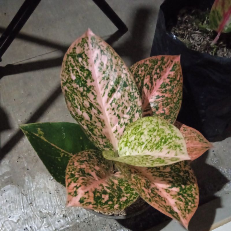 agalonema stardust orange