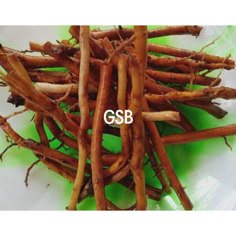 

Akar aren segar akar pohon aren 1 kg