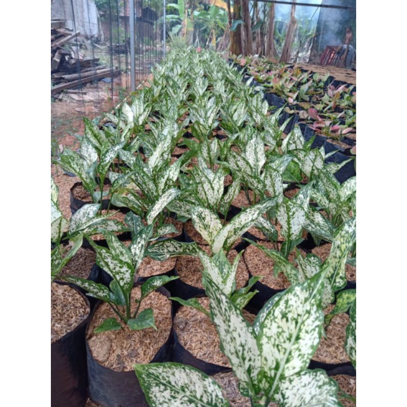 bunga aglonema paket 10 pohon