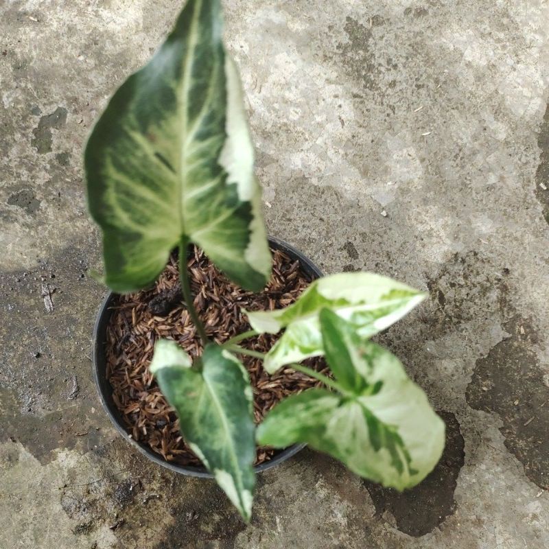 tanaman singonium black banyak stock harga murah meriah treeking singonium treeking Tanian sendiri a