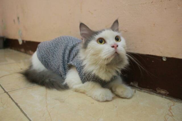 Kaos hoodie abu lucu untuk kucing dan anjing / baju kucing murah terlaris size S M L XL