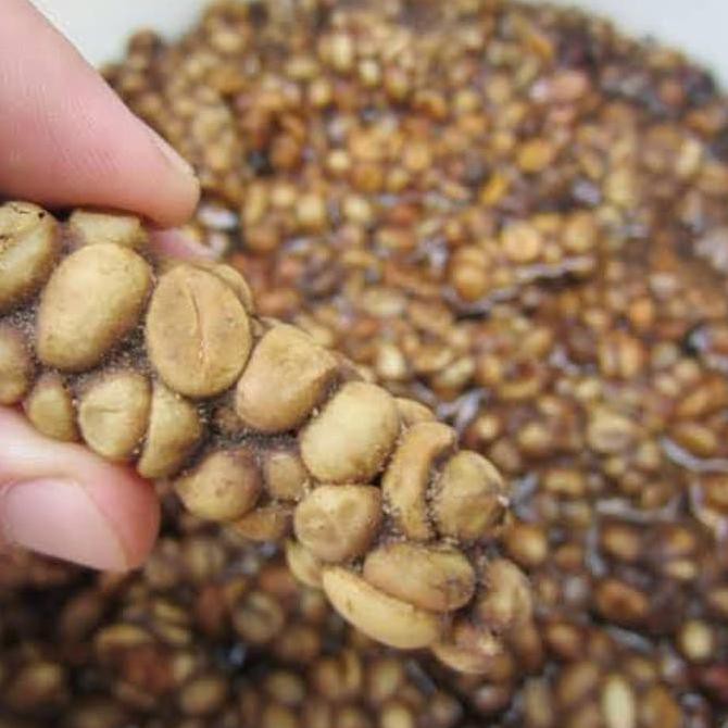 

PROMO kopi luwak home made