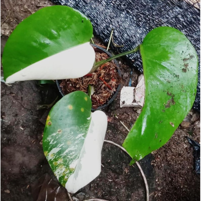 Monstera Deliciosa Variegata (Realpict)